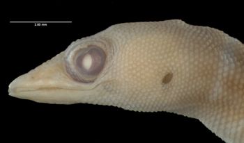 Media type: image;   Herpetology R-12084